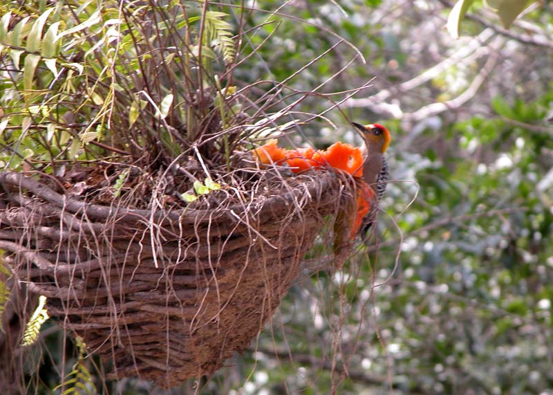 BotanicalGarden,bird