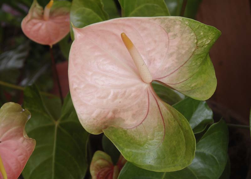 BotanicalGdn,flower1