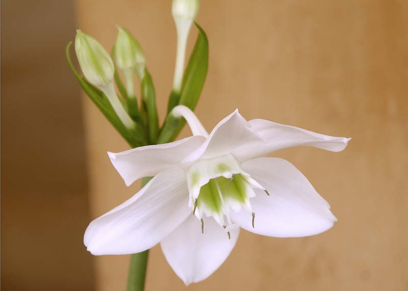 BotanicalGdn,flower3