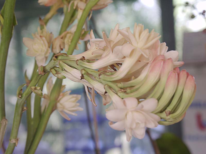 BotanicalGdn,flower4