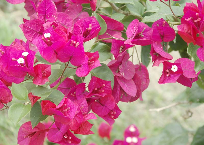 Bouganvilla