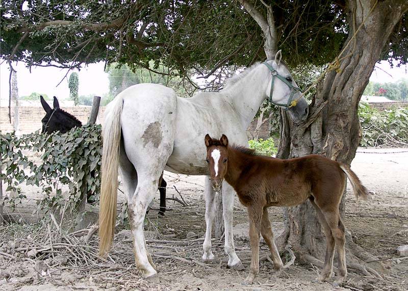 Jarret,mother