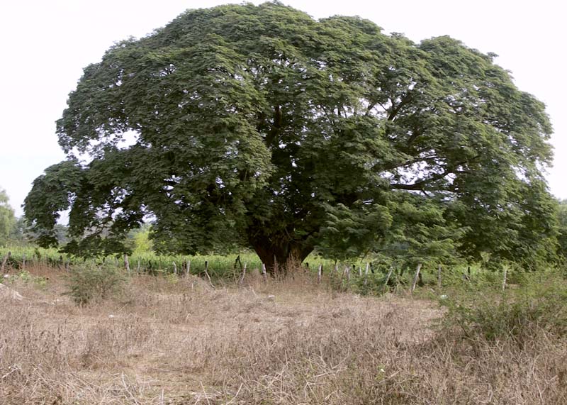 Jarret,tree2