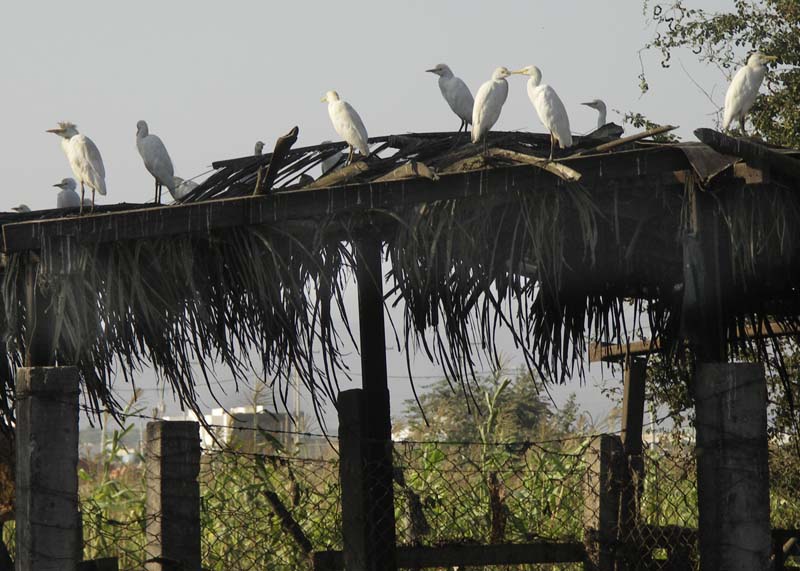 Pig farm - Cranes on roof