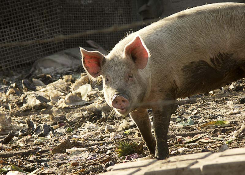 Pig look