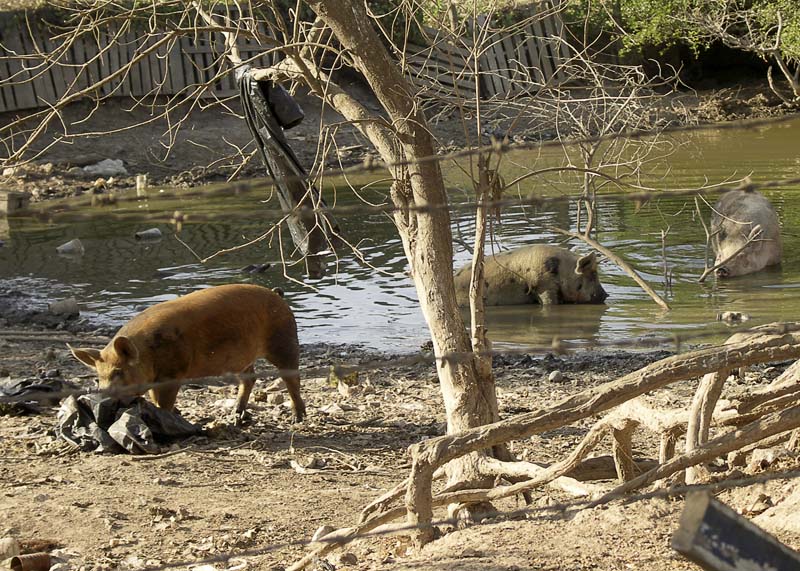Pig rest