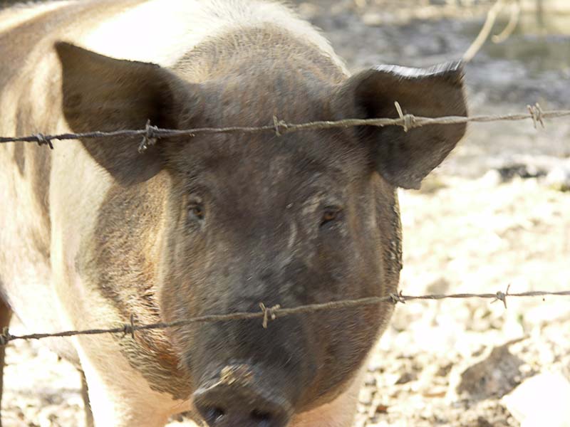Pig stare