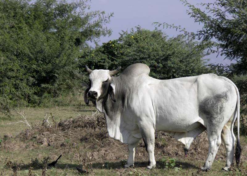 River w bull