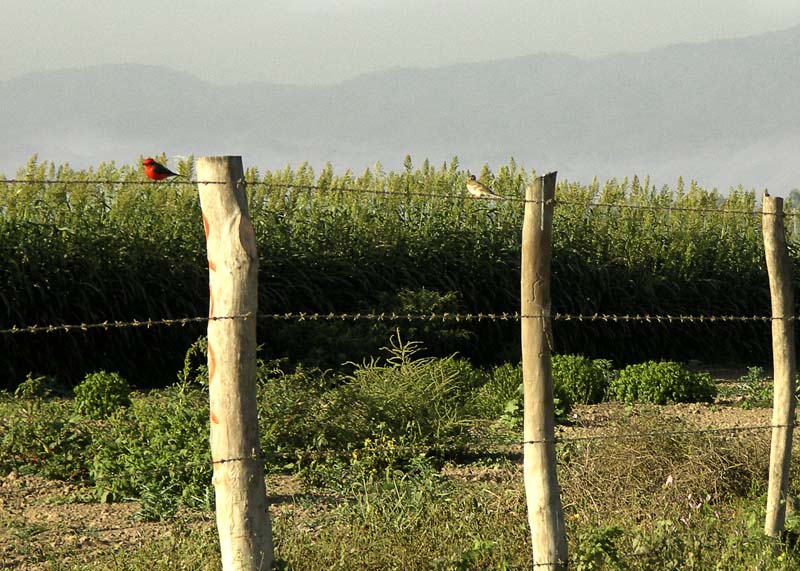 River,Bird,Vermillion